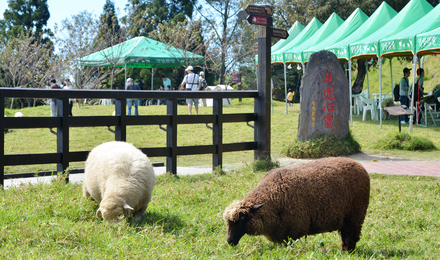 雄狮专车 together一人成行 雾上桃源清境农场 清境天空步道 丰富行一
