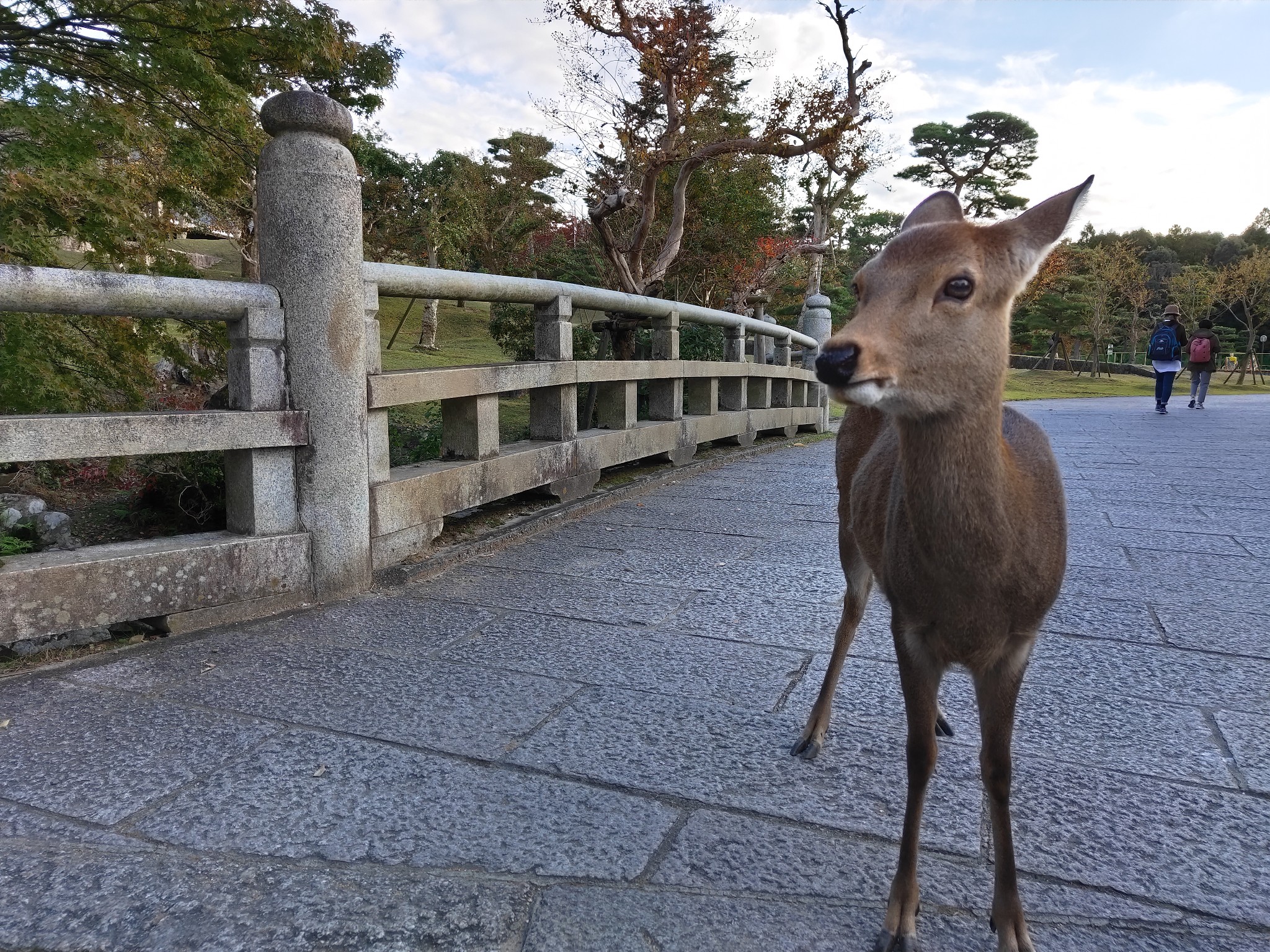 京都自助遊攻略