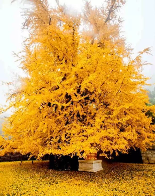 有一棵1400多年的银杏树,这是当年唐王李世民亲手栽种下的