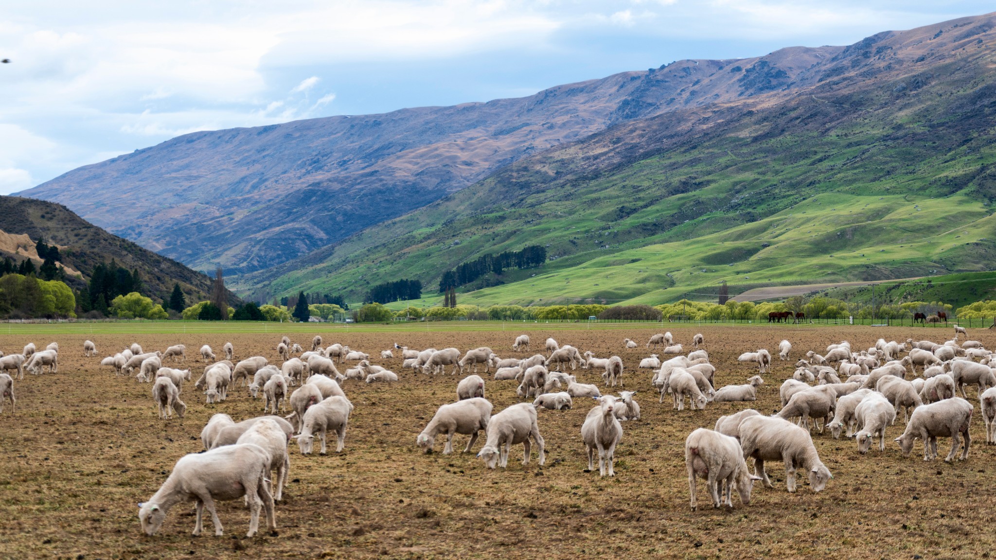卡德罗纳胸罩围栏