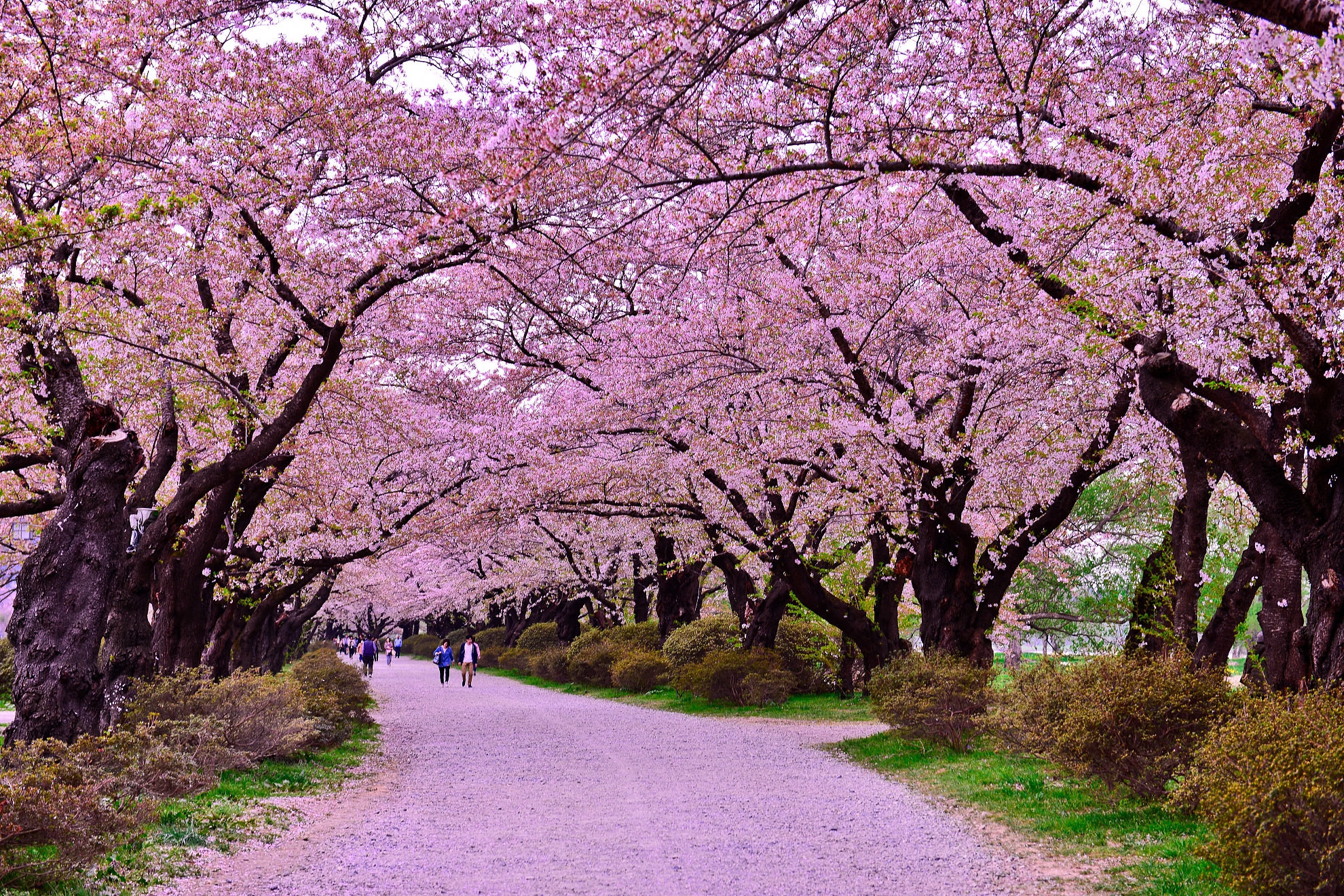 2019去北海道看樱花吃住玩全攻略