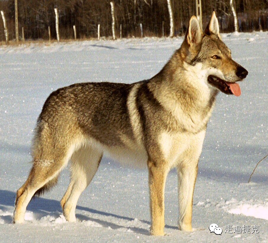 大名鼎鼎的捷克狼犬