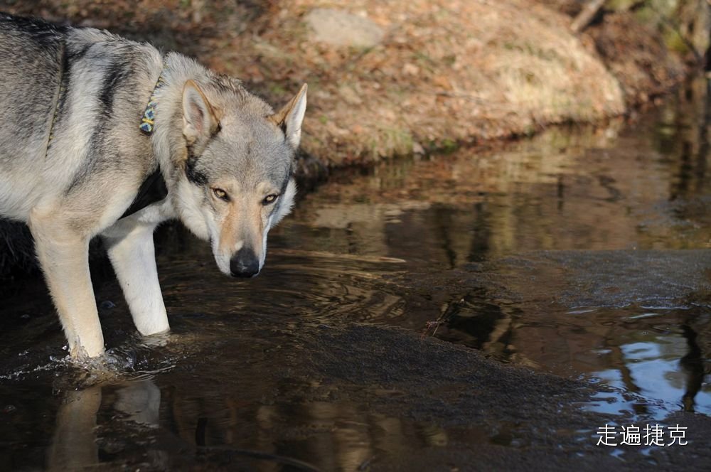 捷克旅遊新發現來這裡看超厲害的狼犬