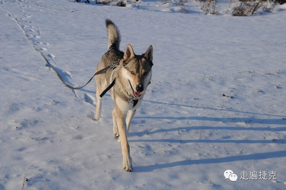 捷克旅遊新發現來這裡看超厲害的狼犬