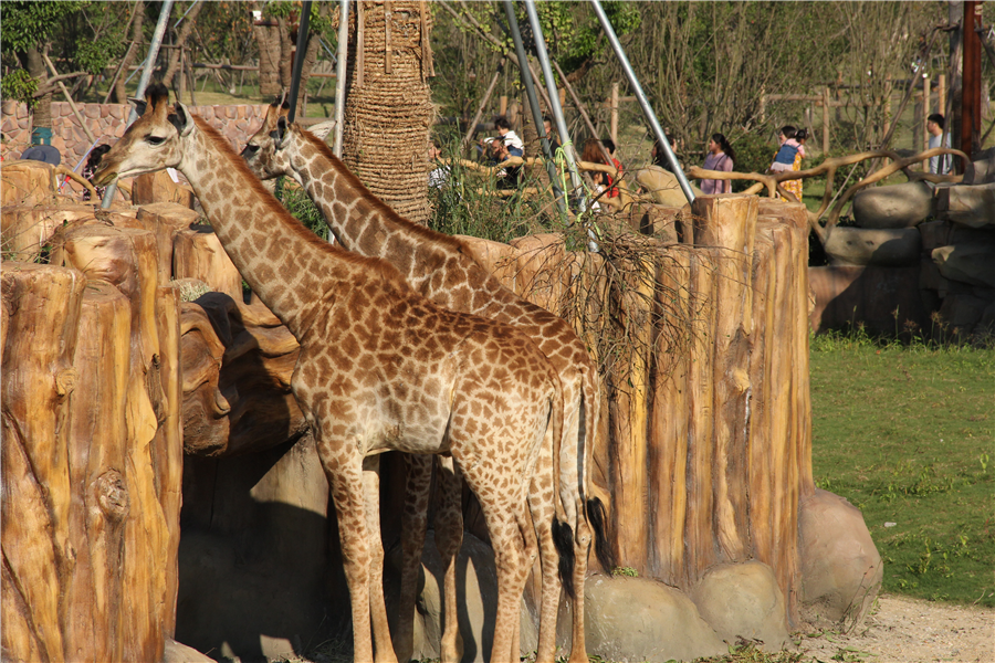 當天可定南通森林野生動物園門票含車行區乘小火車遊覽含三大主題演出