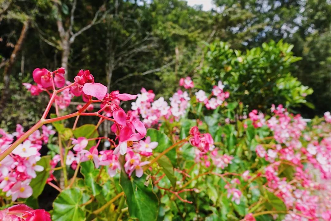 棉兰这个人少景美性价比高的海岛现在有直飞