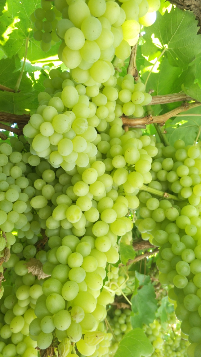 新疆白葡萄