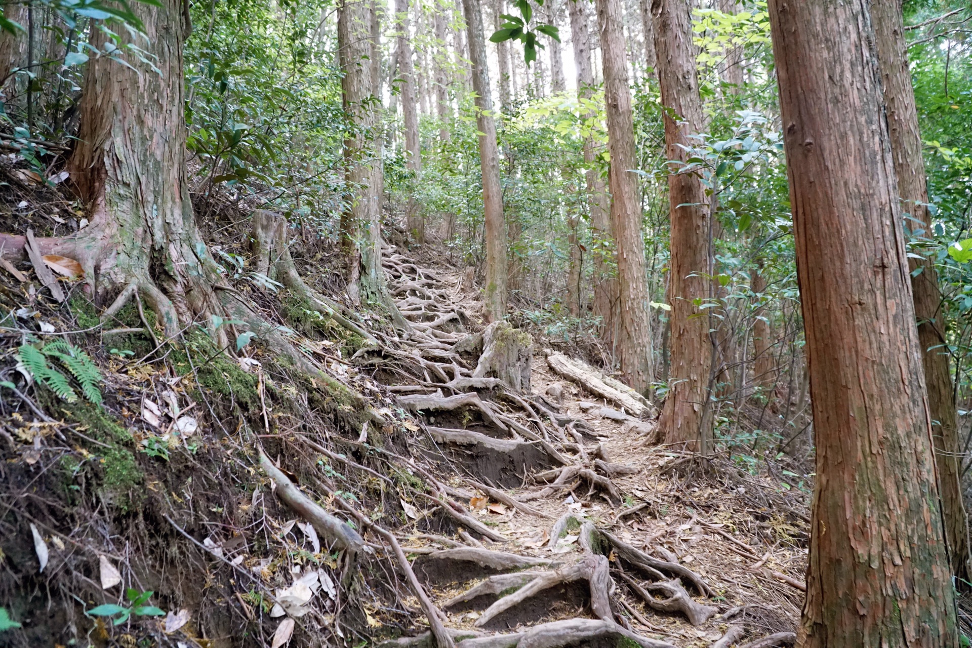 鹿兒島自助遊攻略