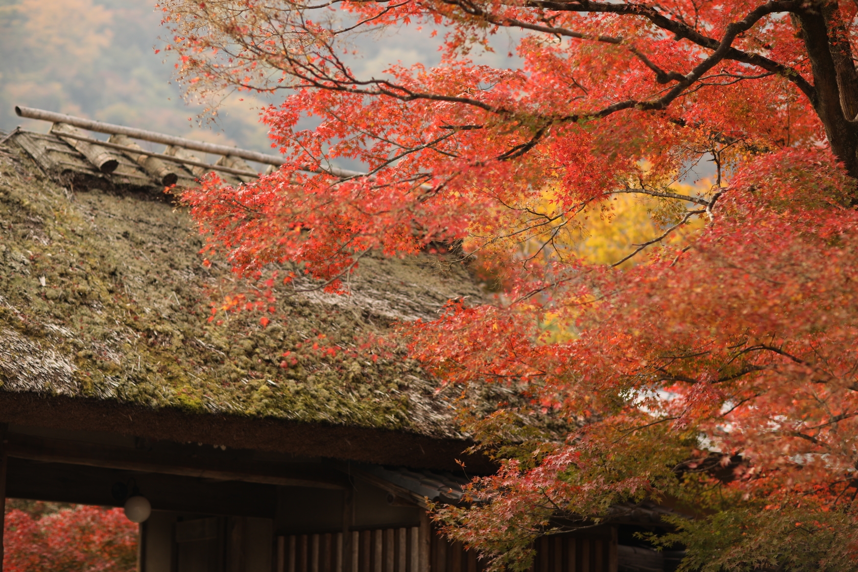 京都自助遊攻略