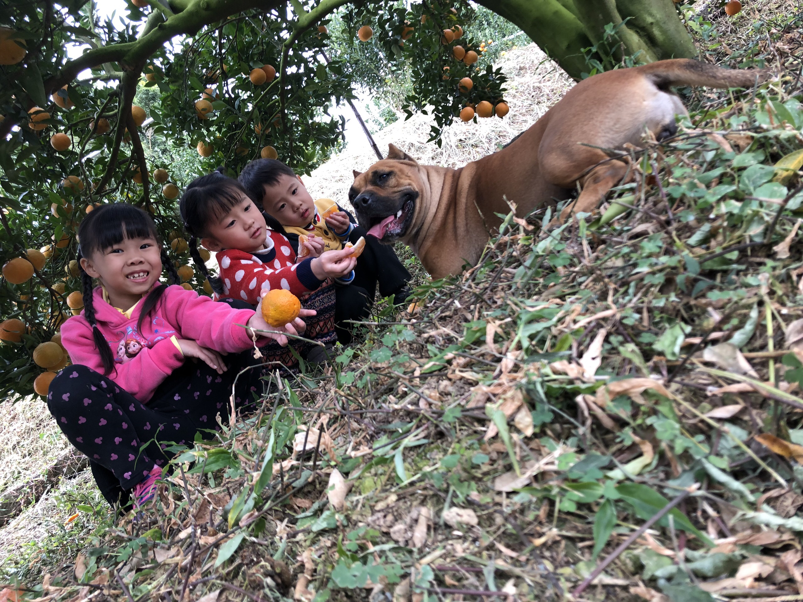 大克山森林游乐区