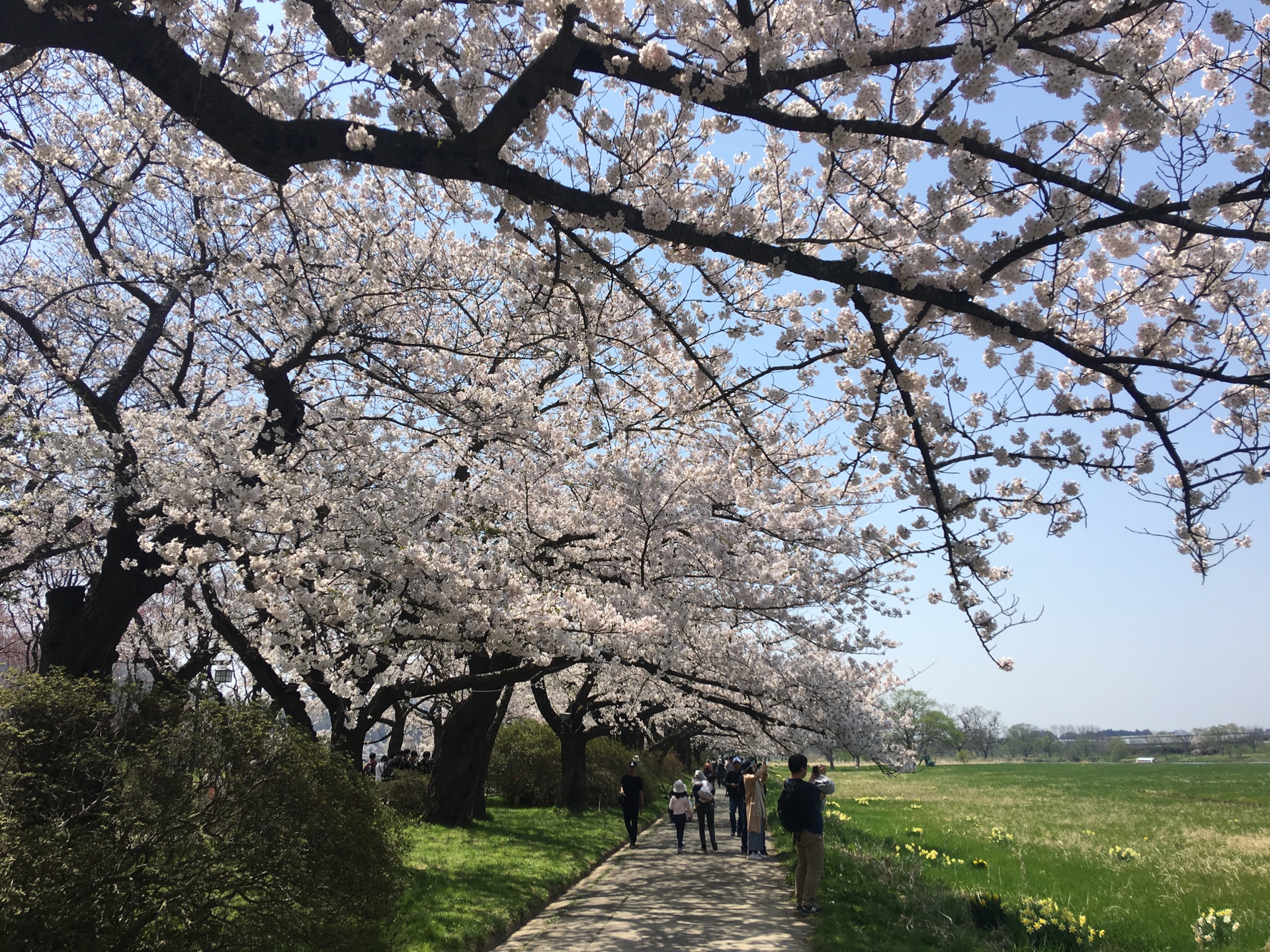 青森縣自助遊攻略