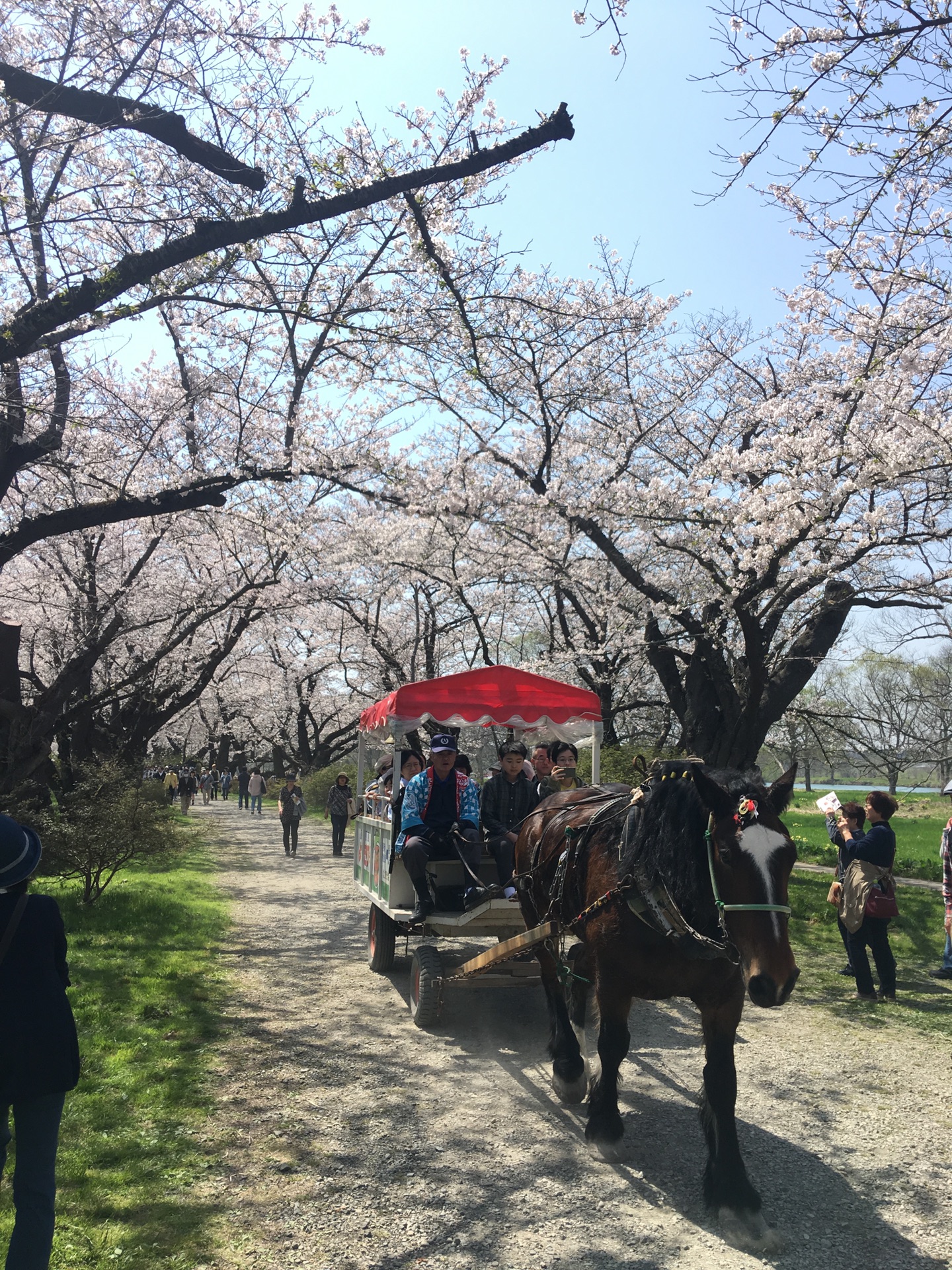 青森縣自助遊攻略