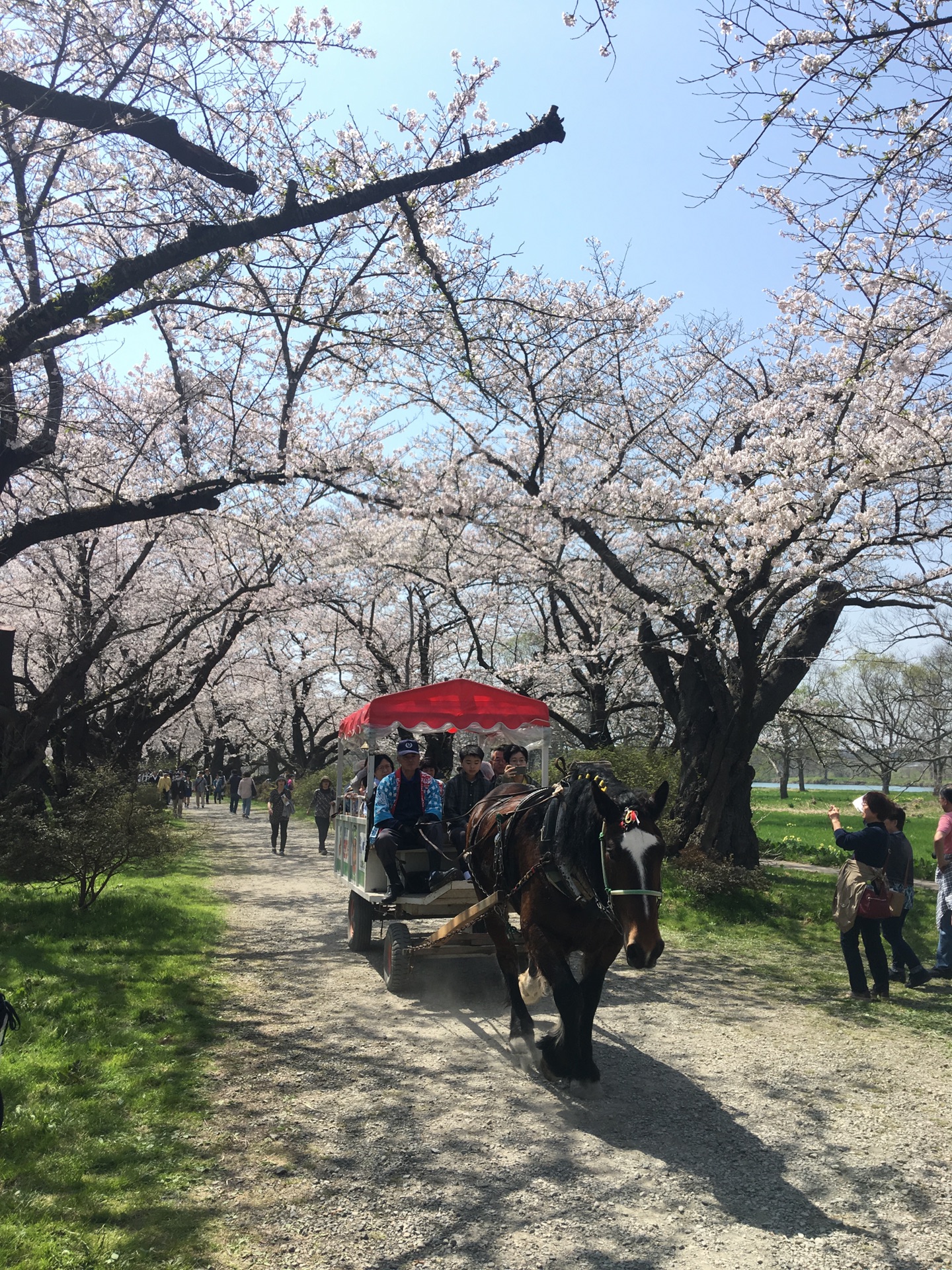 青森縣自助遊攻略