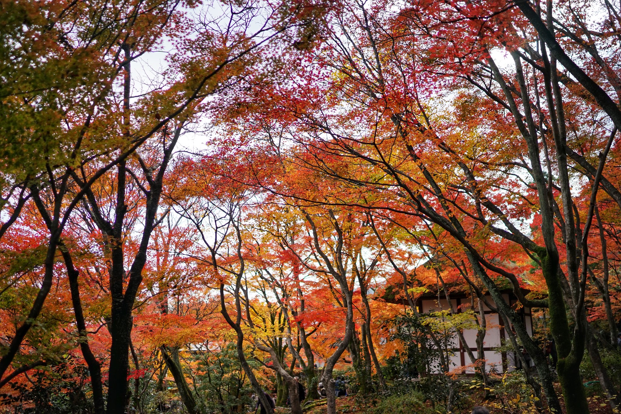 京都自助遊攻略