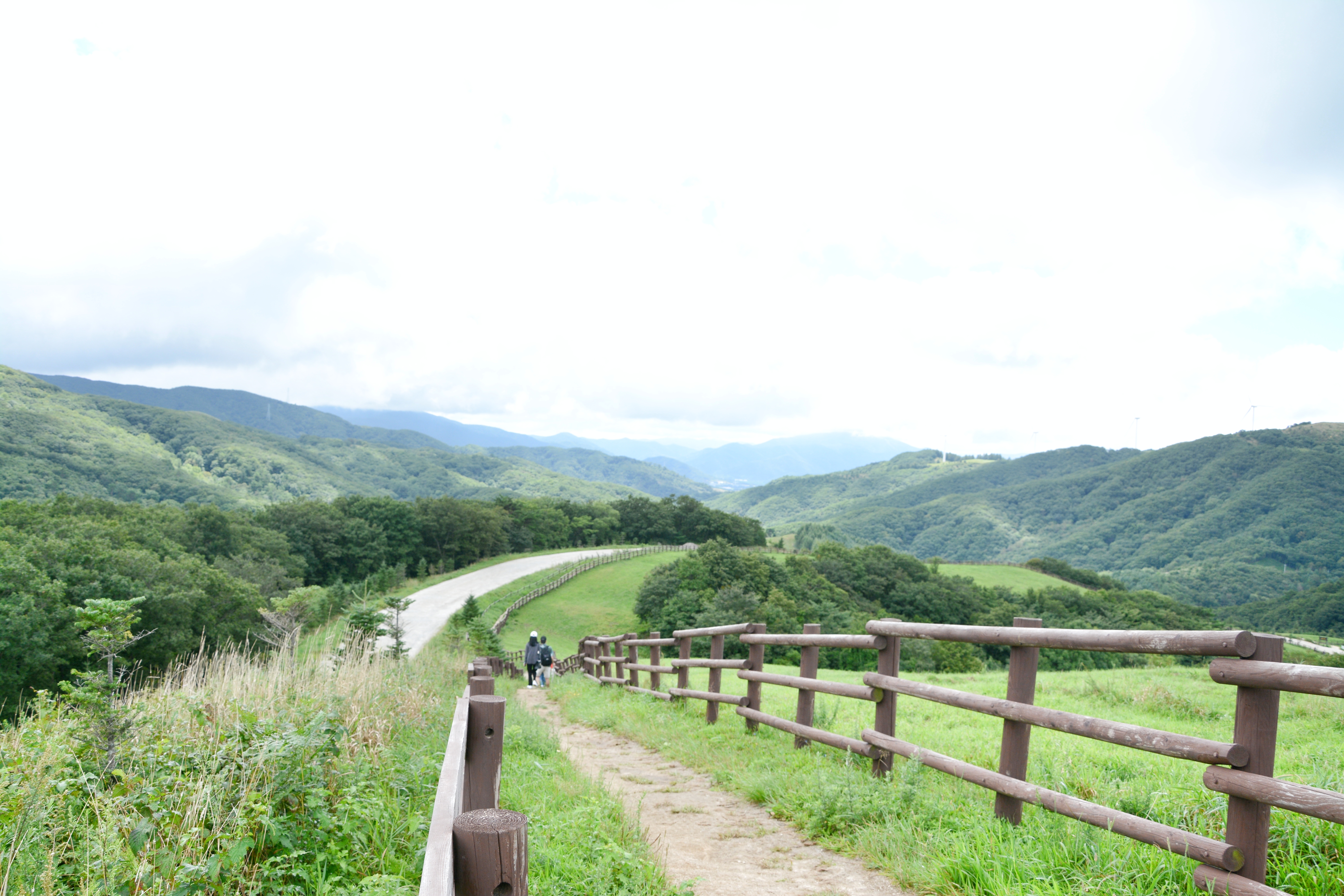 【摄影大赛no.2】羊咩咩的世界