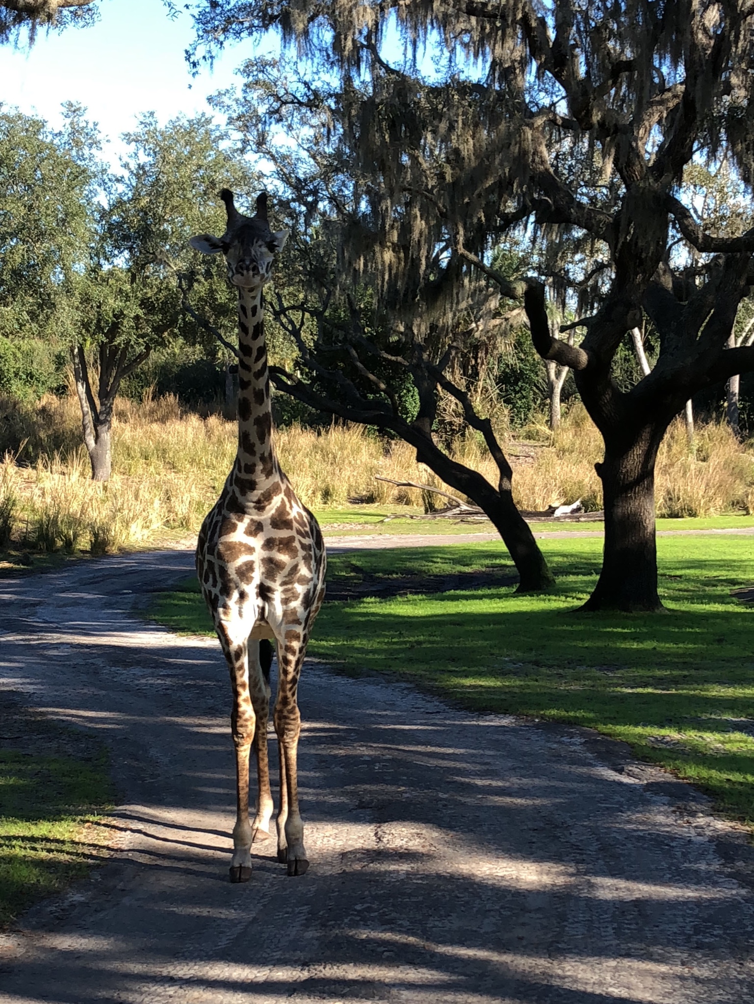 奥兰多迪士尼2日3园 环球影城2园 情侣四日游