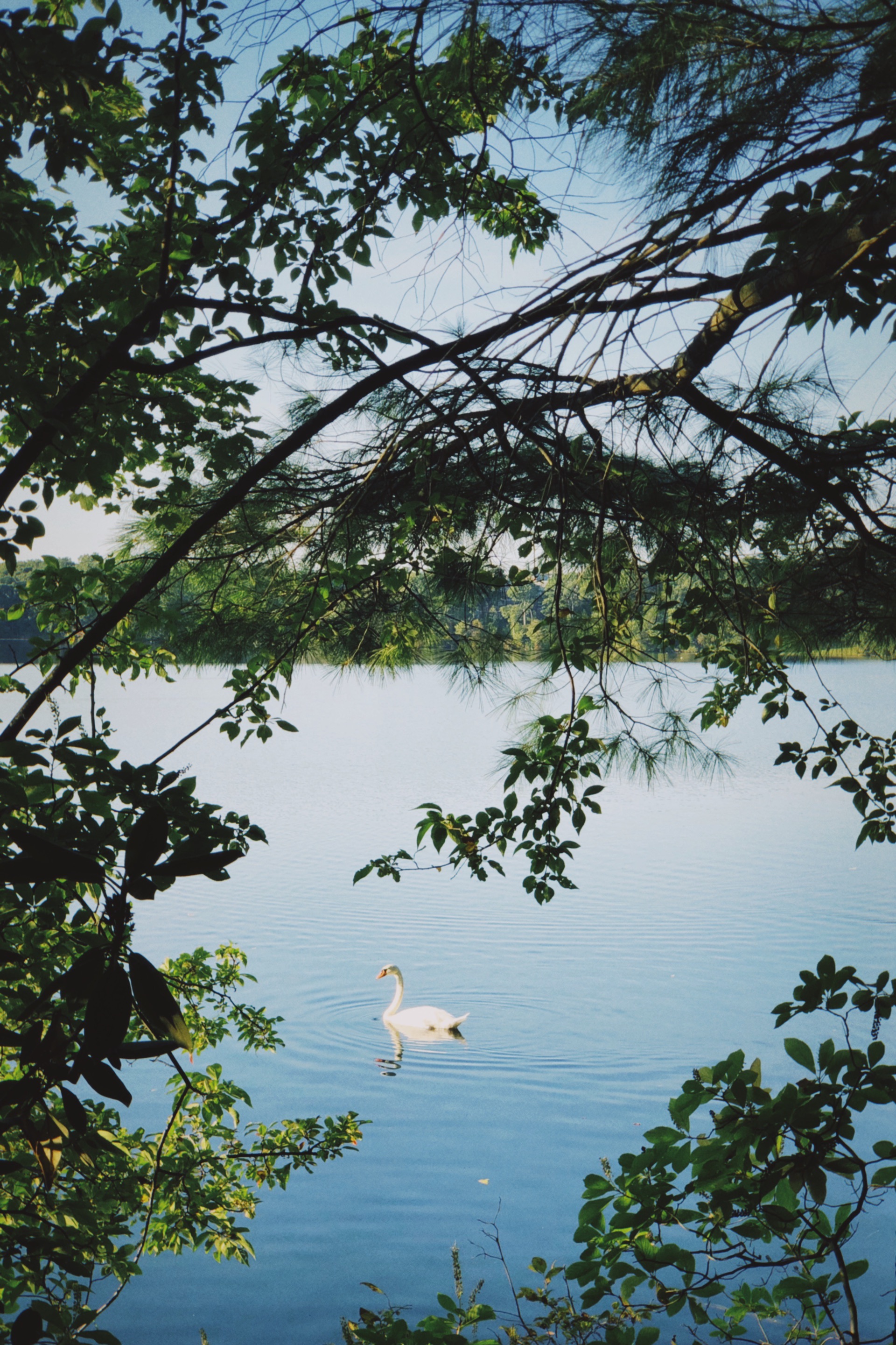 Lake Waban