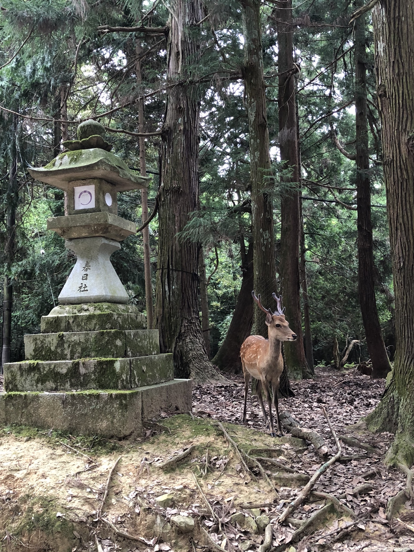 日本自助遊攻略