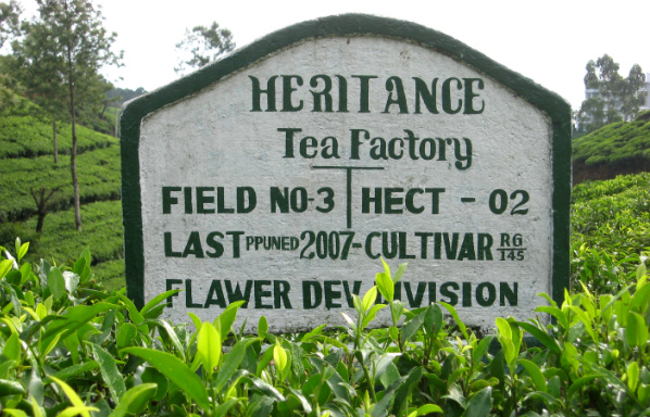 遗产茶厂酒店 (heritance tea factory)