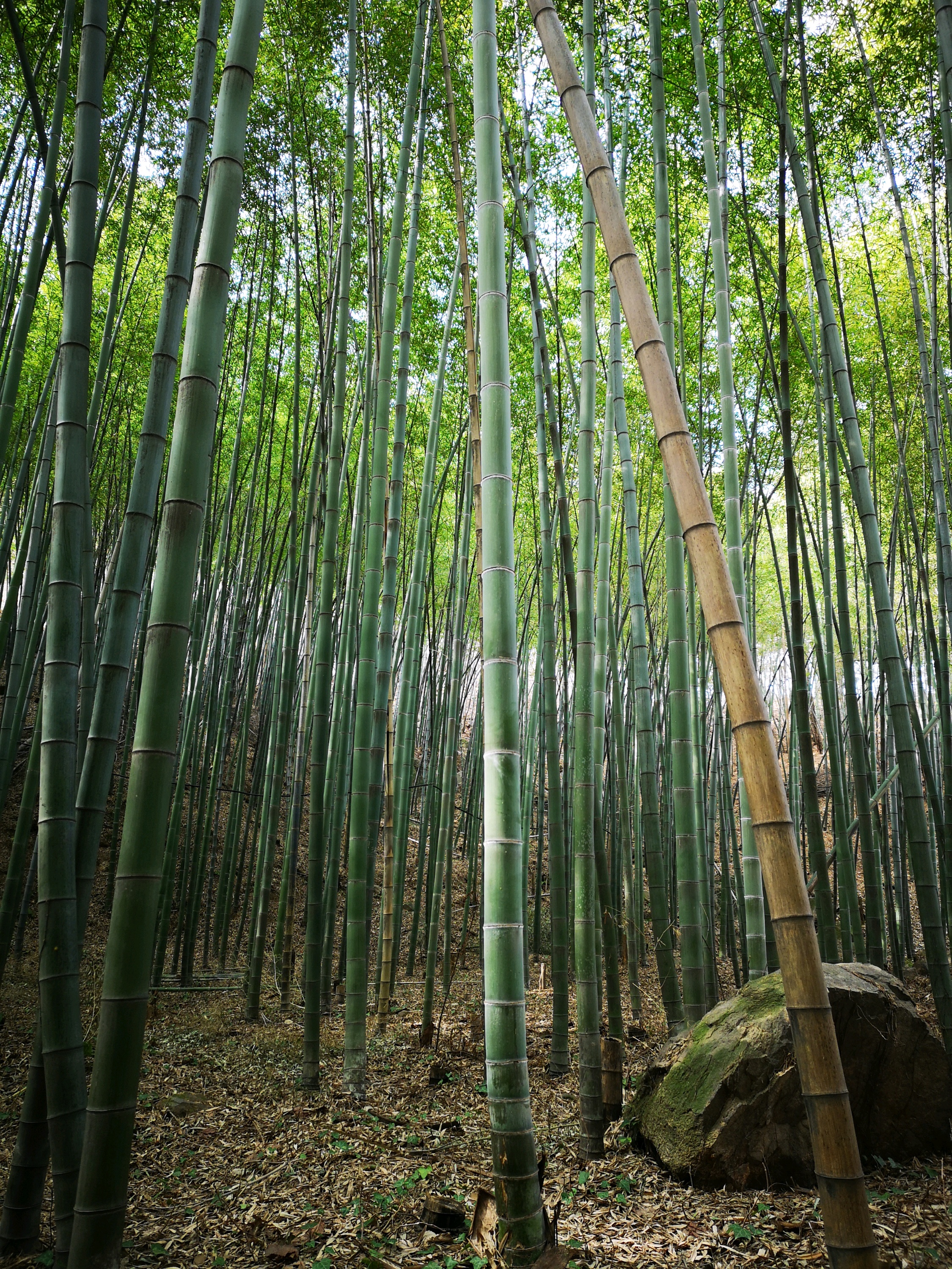 七尖峰