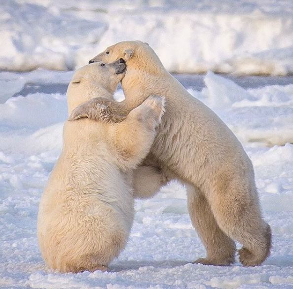 关于北极熊的36 个惊人真相
