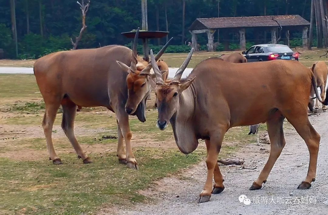               身壮如牛的伊兰羚