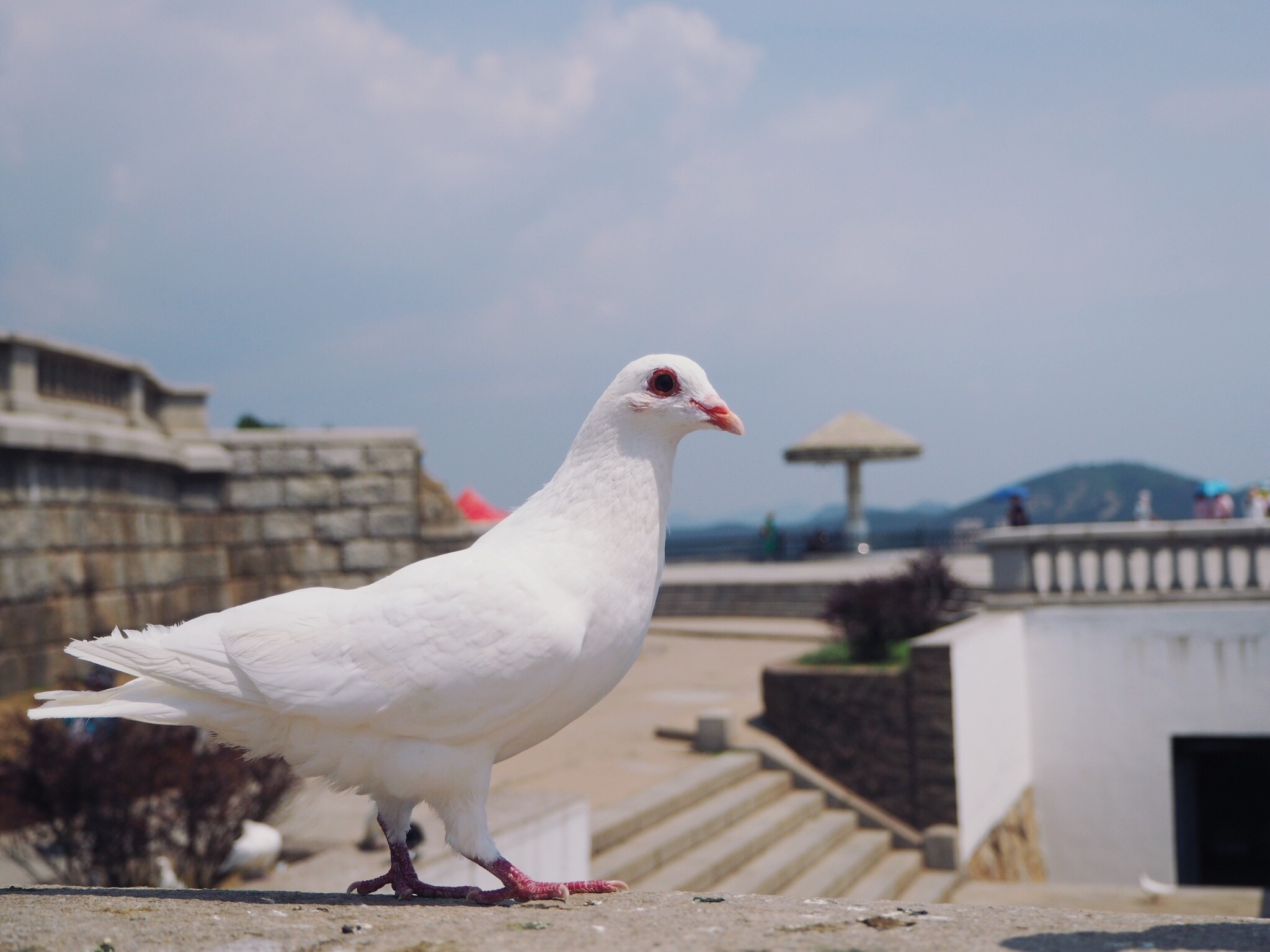 象島自助遊攻略