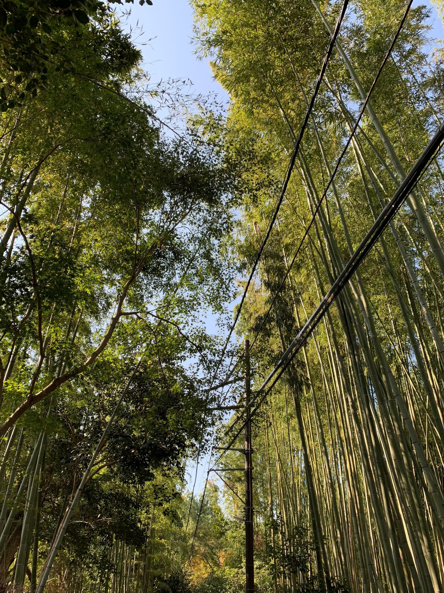 京都自助遊攻略