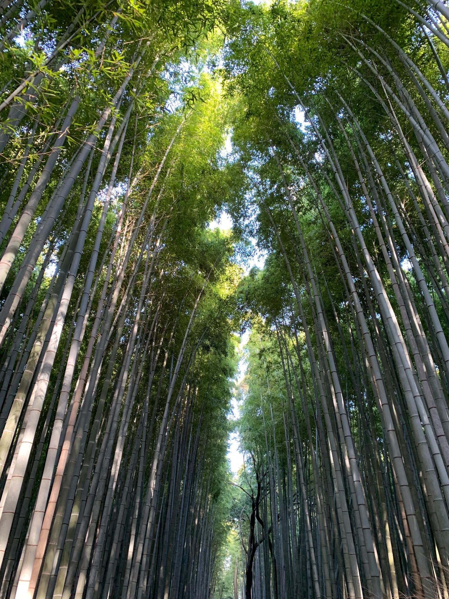 京都自助遊攻略