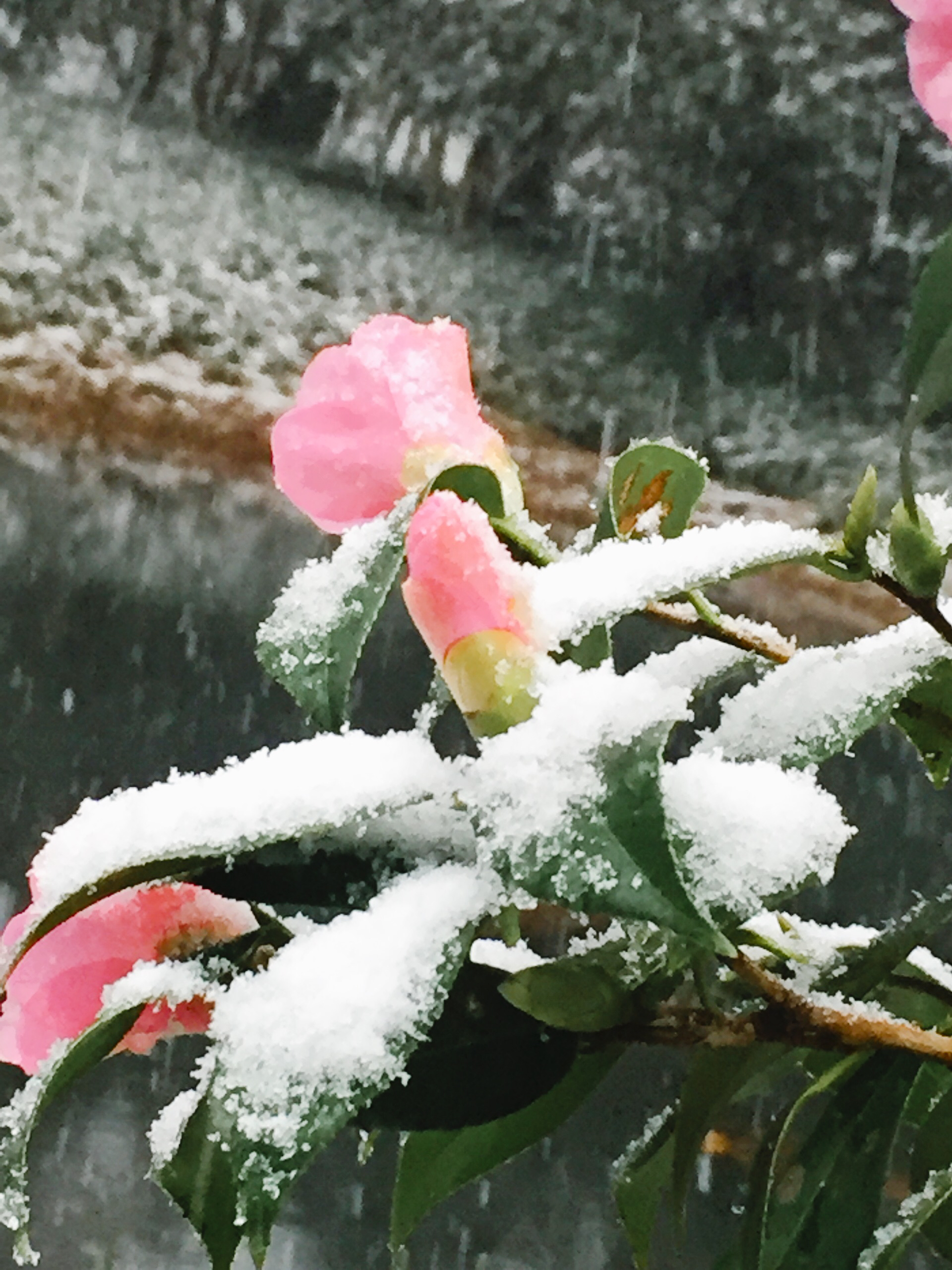 三潭印月花港观鱼码头