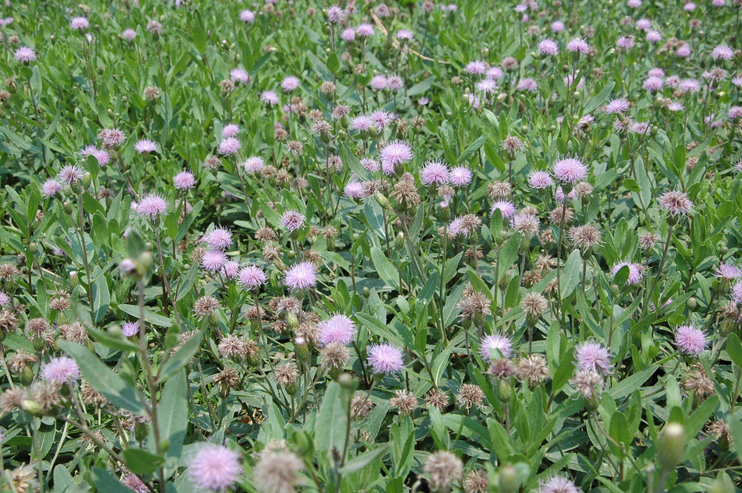 逆向游,远郊寻入药的美食——萋萋芽_游记