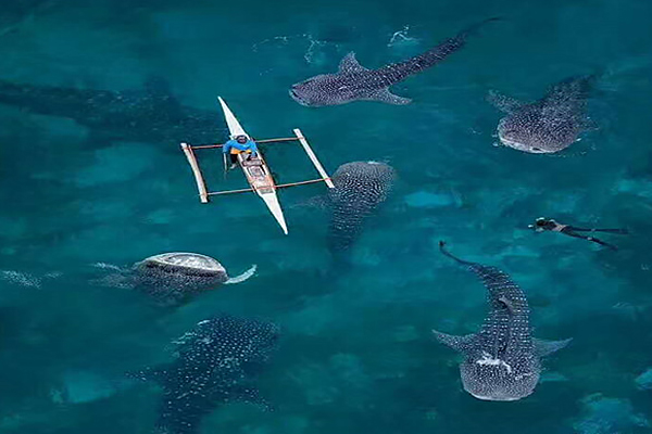 菲律宾宿务奥斯洛布岛鲸鲨一日游(无证体验深潜 教练指导 中文导游