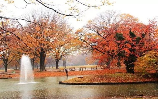 秋天东京赏红叶 有哪些地方值得一去 马蜂窝