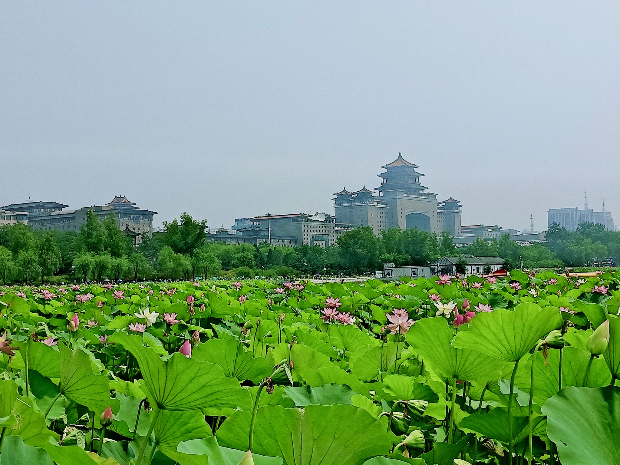北京莲花池公园