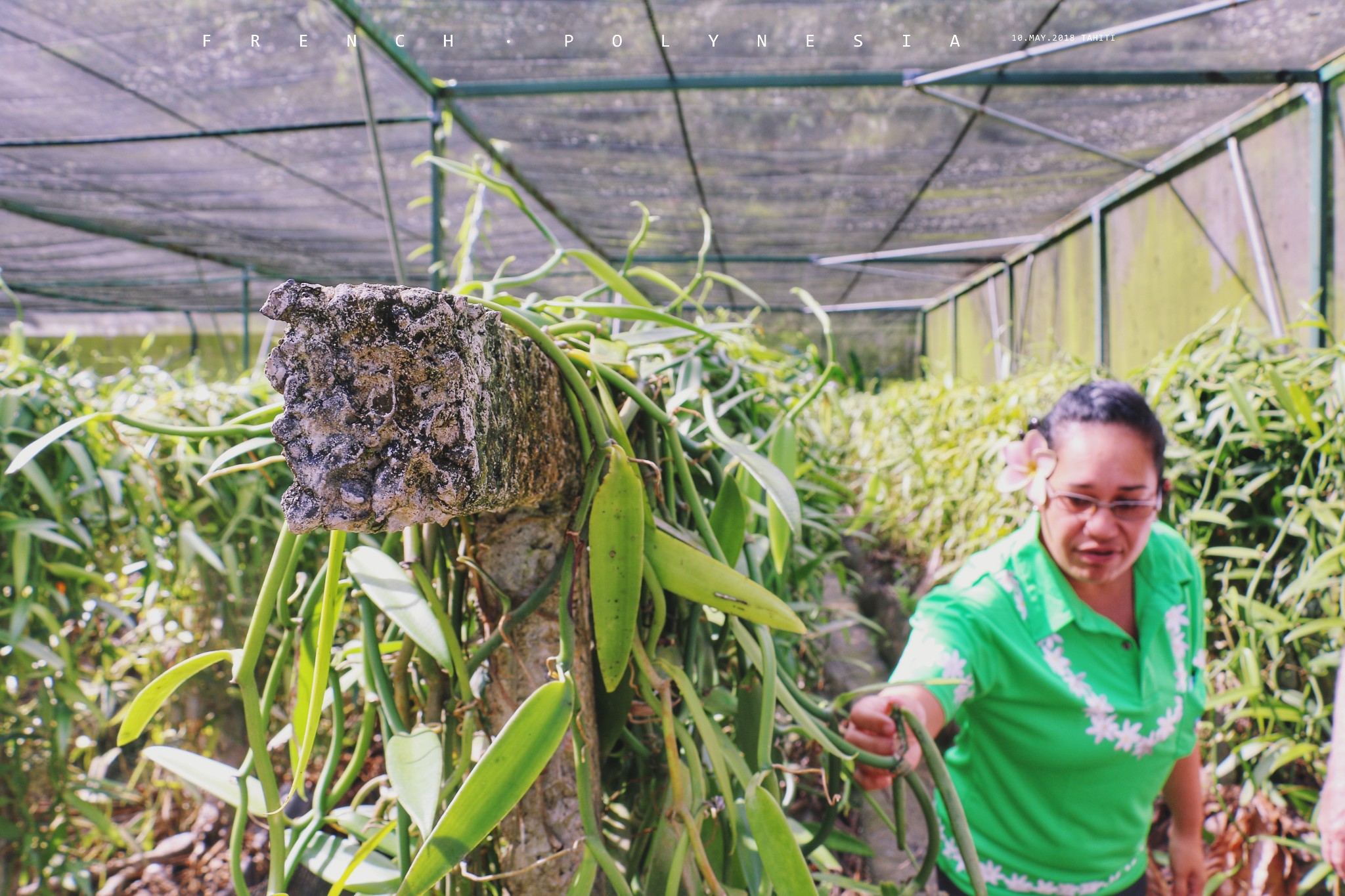 中国香草荚种植基地图片