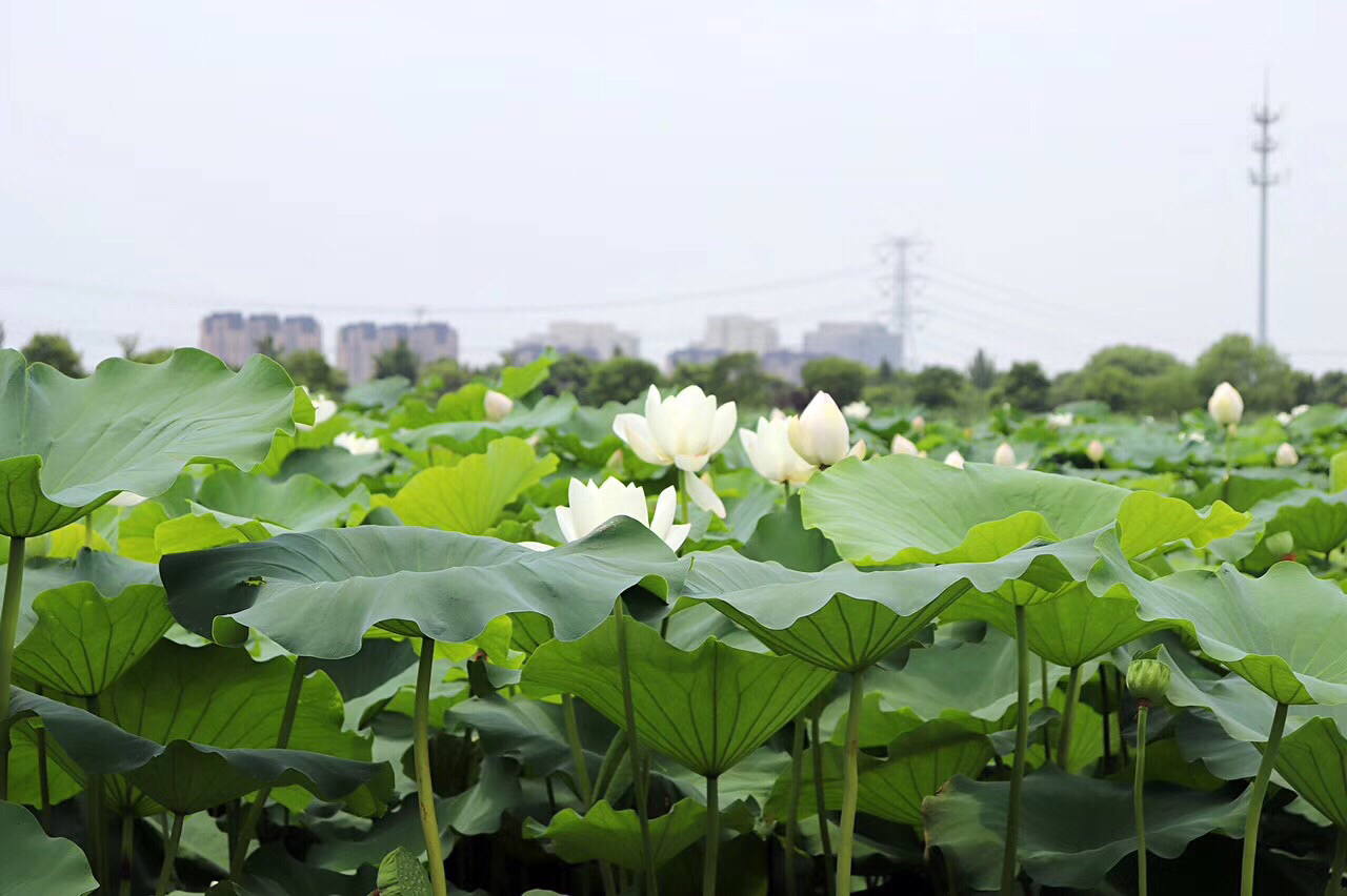 佘山森林百鸟苑