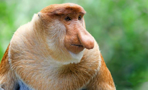 您定会被他的顽皮和独特所迷倒,原来世界上还有长成这样子的猴子!