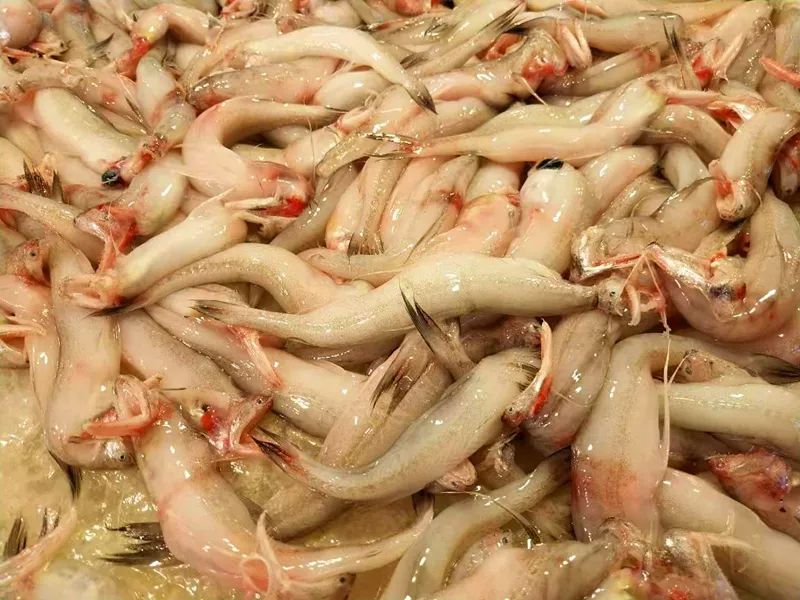 台州(三)| 小海鲜觅食全指南