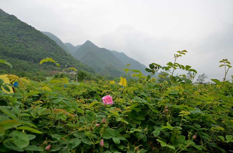 中國玫瑰谷,綿竹自助遊攻略 - 馬蜂窩