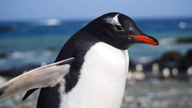 gentoo penguin 金图企鹅(图片来源于网络)