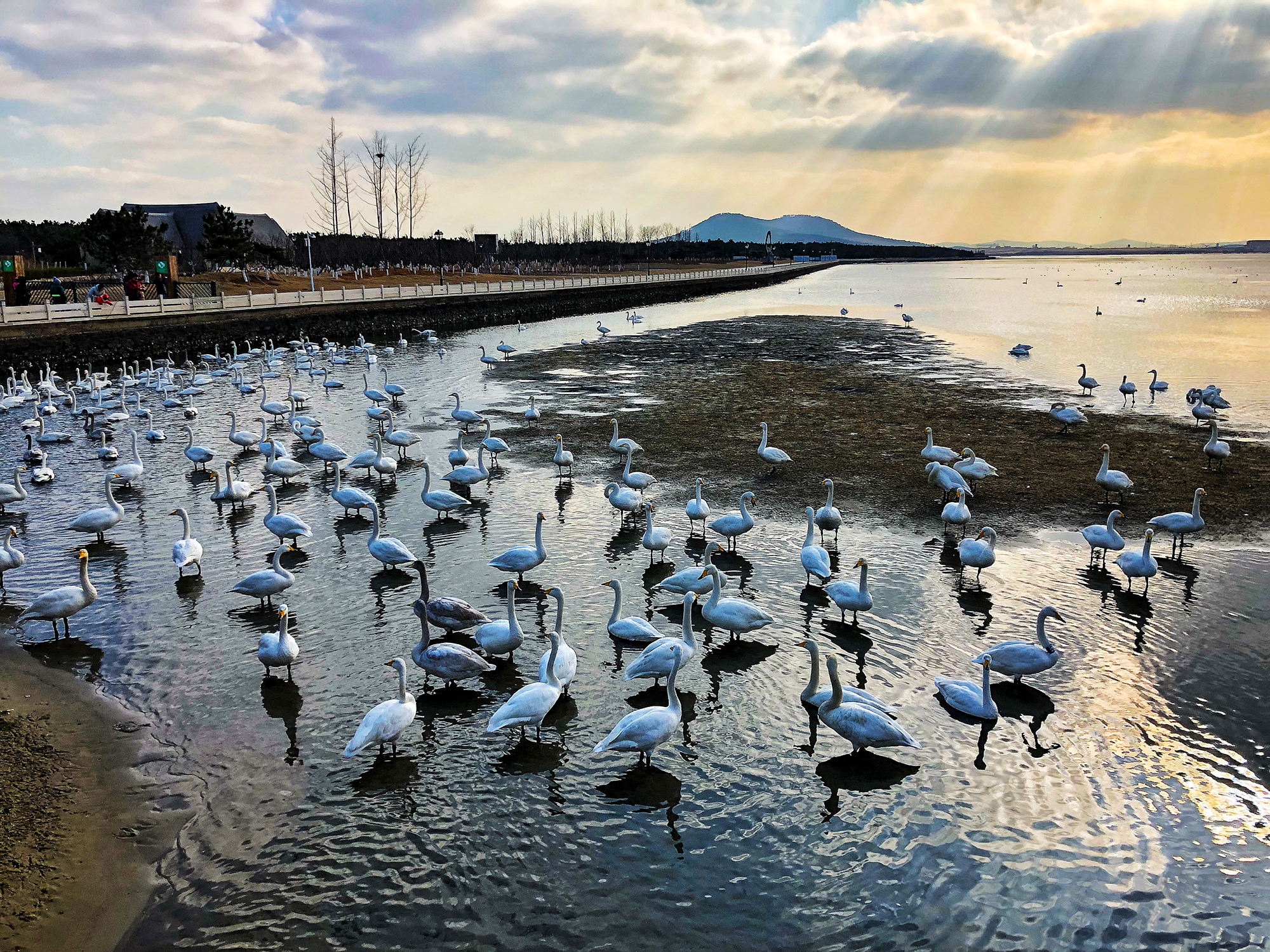 荣成天鹅湖景美如画_游记