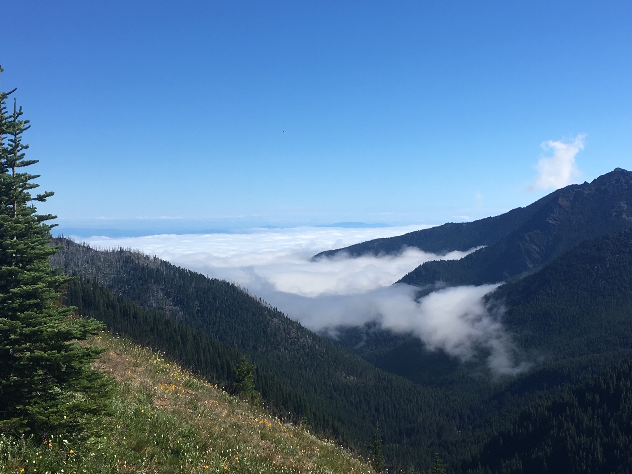 奧林匹克國家公園(olympic national park)--集大自然與一體