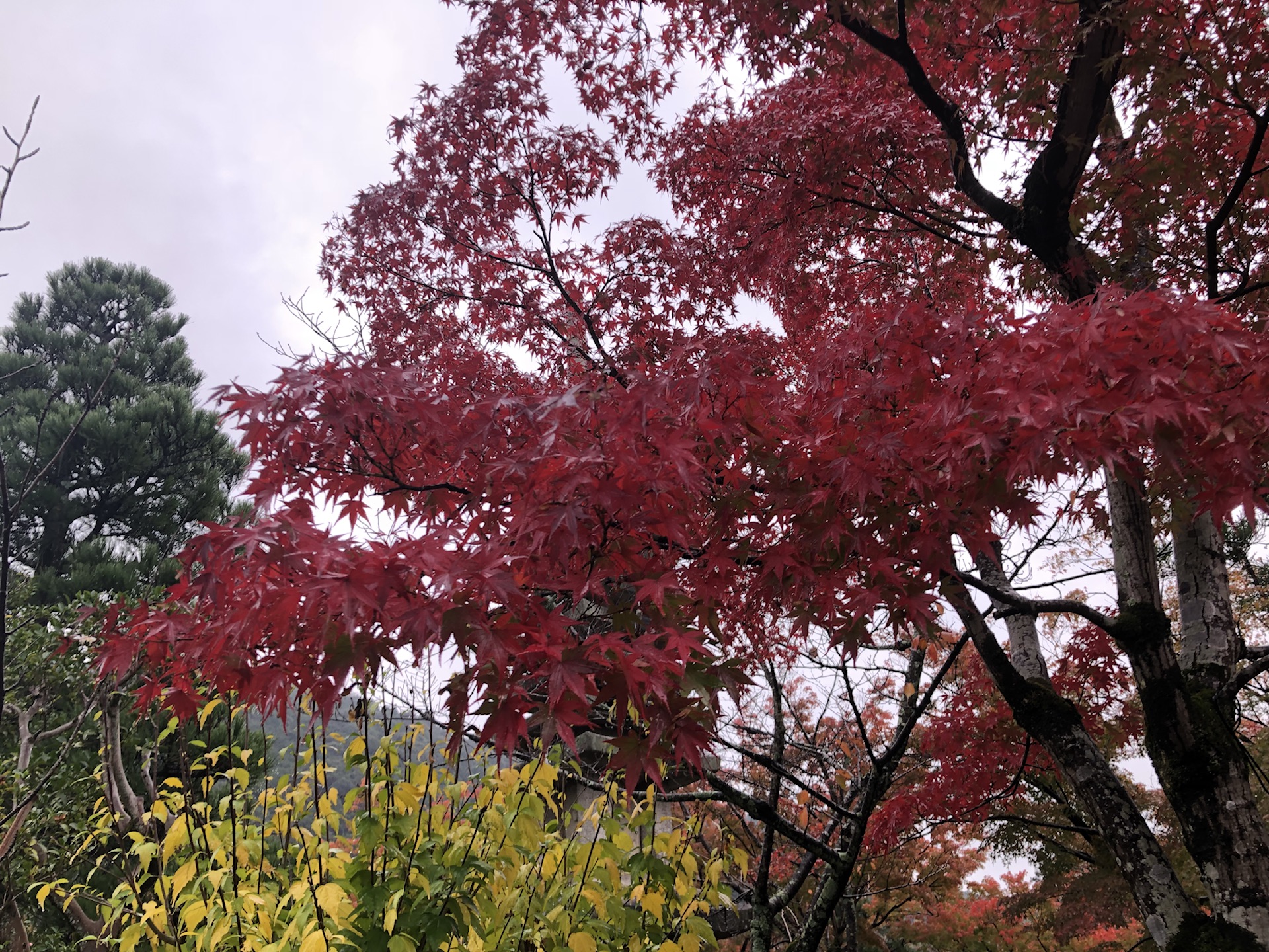 京都自助遊攻略