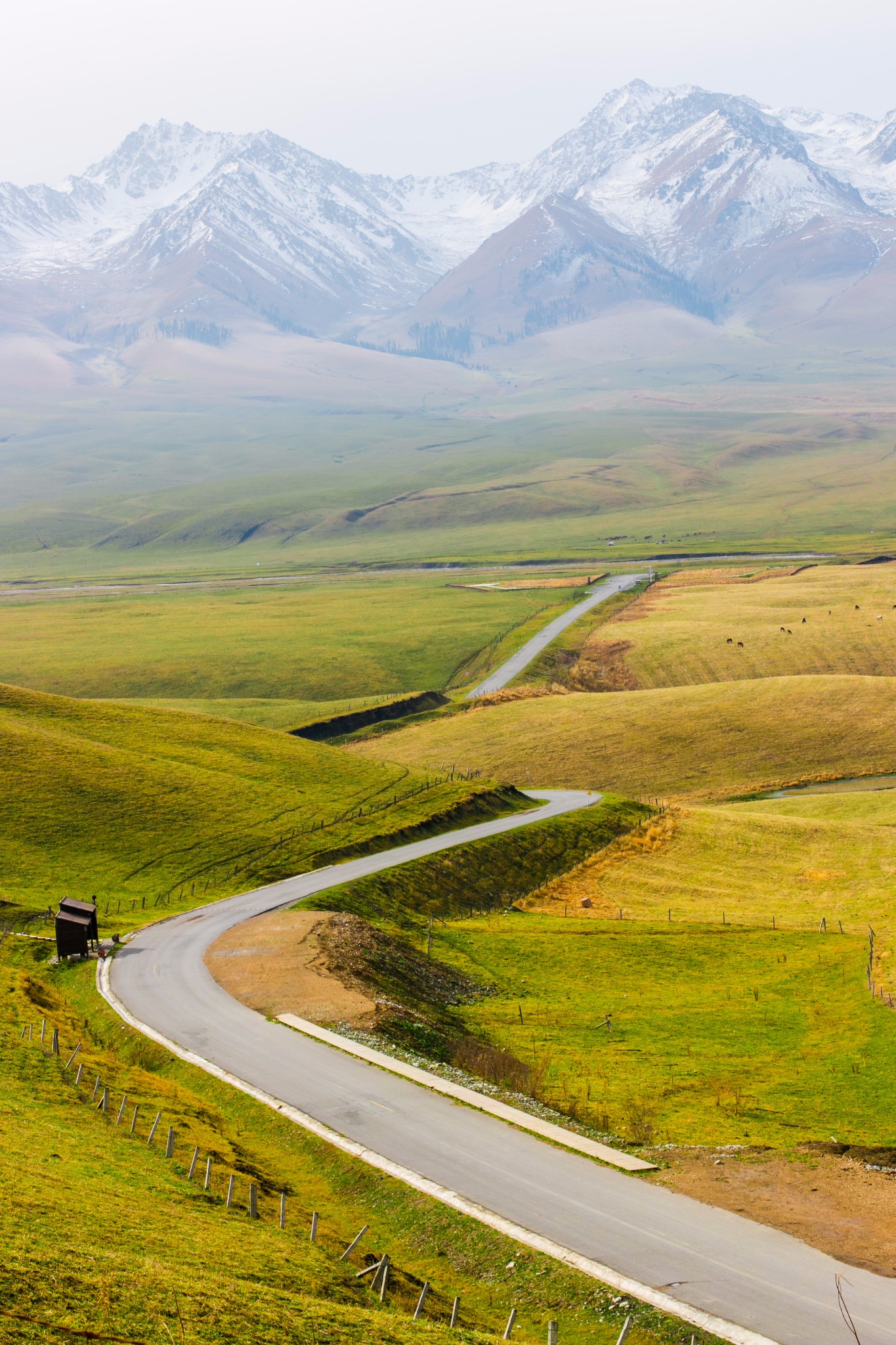 新疆那拉提,雪山云海森林胡杨林……你想要的草原秋色都在