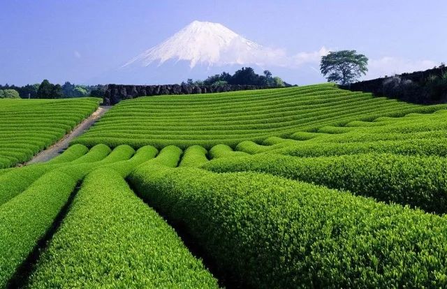 关于日本宇治抹茶的一切看这一篇就够了