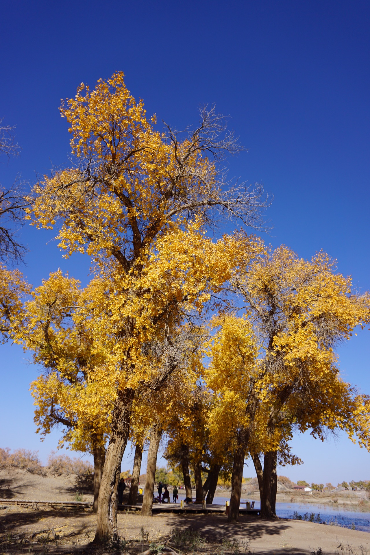 西游记青海湖敦煌额济纳胡杨林9日游