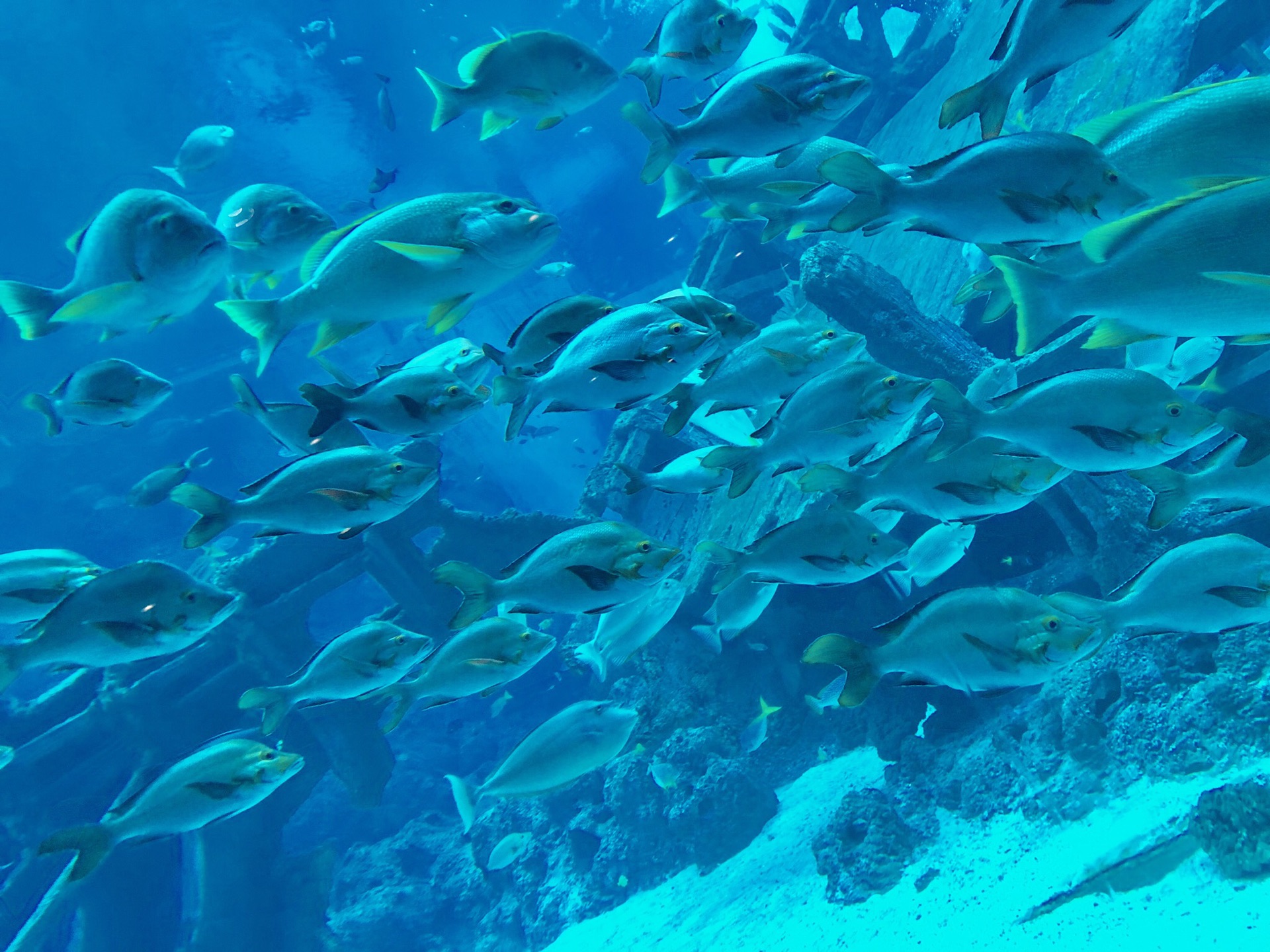 新加坡马尔代夫神仙珊瑚岛佛系带娃游