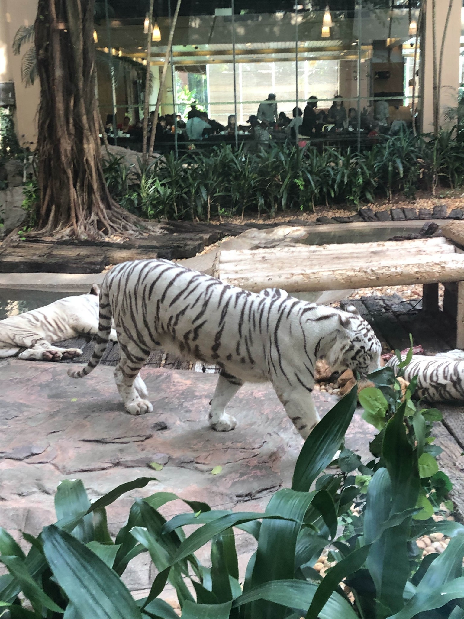 来一场动物王国的双隆记,珠海旅游攻略 - 马蜂窝