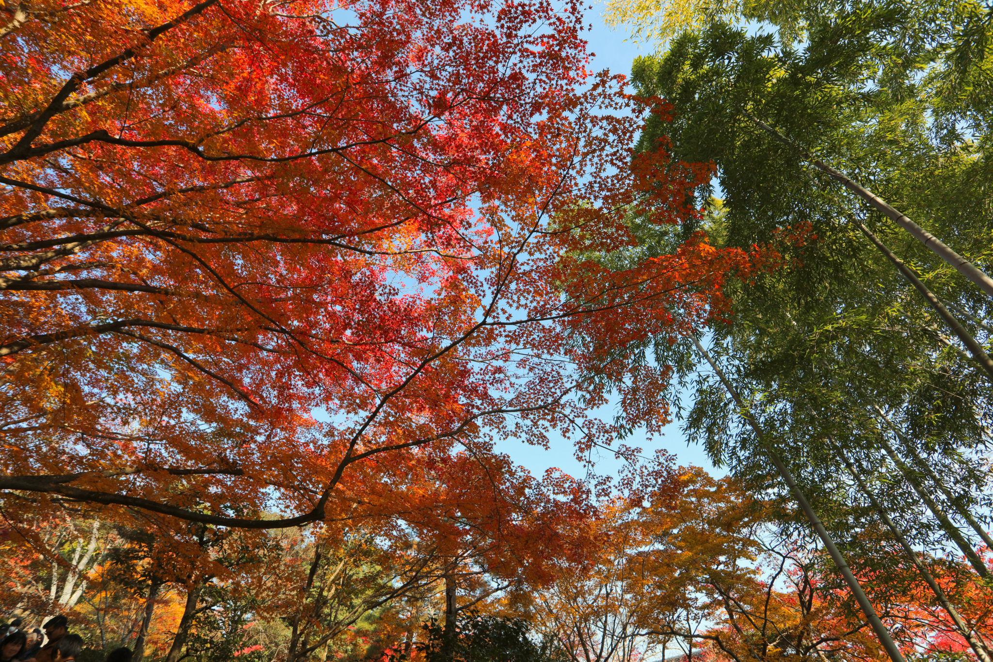 京都自助遊攻略