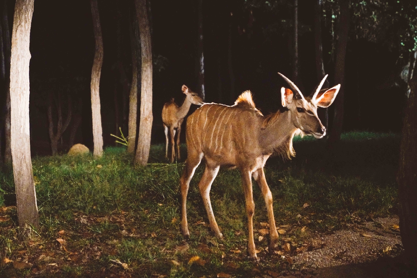 夜间出没!小心神奇动物 !